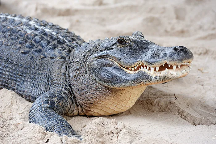Cocodrilo, símbolo del apodo de la droga “Krokodil”